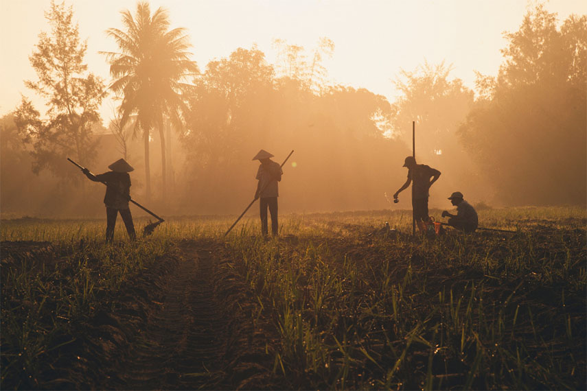 Arbeiter auf einem Feld im Morgenlicht