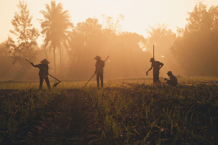 Arbeiter auf einem Feld im Morgenlicht